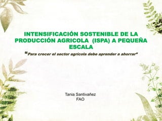 INTENSIFICACIÓN SOSTENIBLE DE LA
PRODUCCIÓN AGRICOLA (ISPA) A PEQUEÑA
ESCALA
“Para crecer el sector agrícola debe aprender a ahorrar”
Tania Santivañez
FAO
 