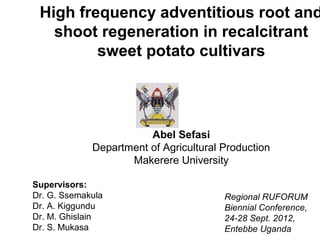 High frequency adventitious root and
   shoot regeneration in recalcitrant
         sweet potato cultivars




                        Abel Sefasi
             Department of Agricultural Production
                    Makerere University

Supervisors:
Dr. G. Ssemakula                        Regional RUFORUM
Dr. A. Kiggundu                         Biennial Conference,
Dr. M. Ghislain                         24-28 Sept. 2012,
Dr. S. Mukasa                           Entebbe Uganda
 
