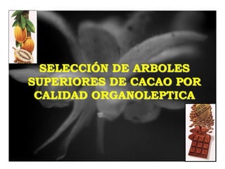 SELECCIÓN DE ARBOLES
SUPERIORES DE CACAO POR
CALIDAD ORGANOLEPTICA
 