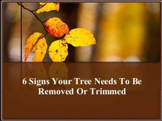 6 Signs Your Tree Needs To Be
Removed Or Trimmed
 