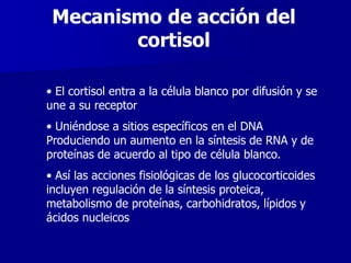 Mecanismo de acción del
cortisol
• El cortisol entra a la célula blanco por difusión y se
une a su receptor
• Uniéndose a sitios específicos en el DNA
Produciendo un aumento en la síntesis de RNA y de
proteínas de acuerdo al tipo de célula blanco.
• Así las acciones fisiológicas de los glucocorticoides
incluyen regulación de la síntesis proteica,
metabolismo de proteínas, carbohidratos, lípidos y
ácidos nucleicos
 