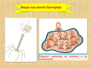 Вирус кој напаѓа бактерија
Вирусот навлегува во клетката и се
размножува
 