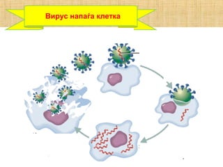 Вирус напаѓа клетка
 