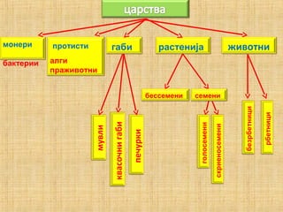 монери
бактерии
животни
печурки
мувли
бессемени
квасочнигаби
растенијагабипротисти
алги
праживотни
семени
голосемени
скриеносемени
безрбетници
рбетници
 
