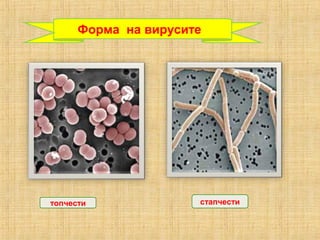 Форма на вирусите
топчести стапчести
 