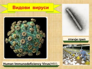 Human Immunodeficiency Virus(HIV).
Видови вируси
птичји грип
 