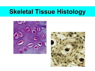 Skeletal Tissue Histology
 