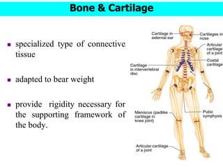 Skeletal tissue.pdf