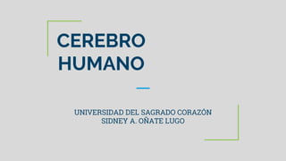 CEREBRO
HUMANO
UNIVERSIDAD DEL SAGRADO CORAZÓN
SIDNEY A. OÑATE LUGO
 