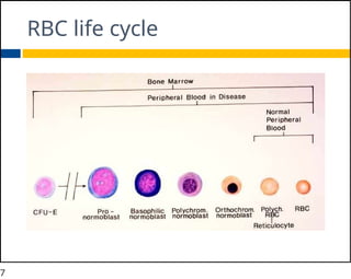 Iron Deficient Rbcs APPROACH TO IRON DEFICIENCY ANEMIA...... | PPTX