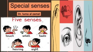z
Special senses
Dr. luma al zamel
 