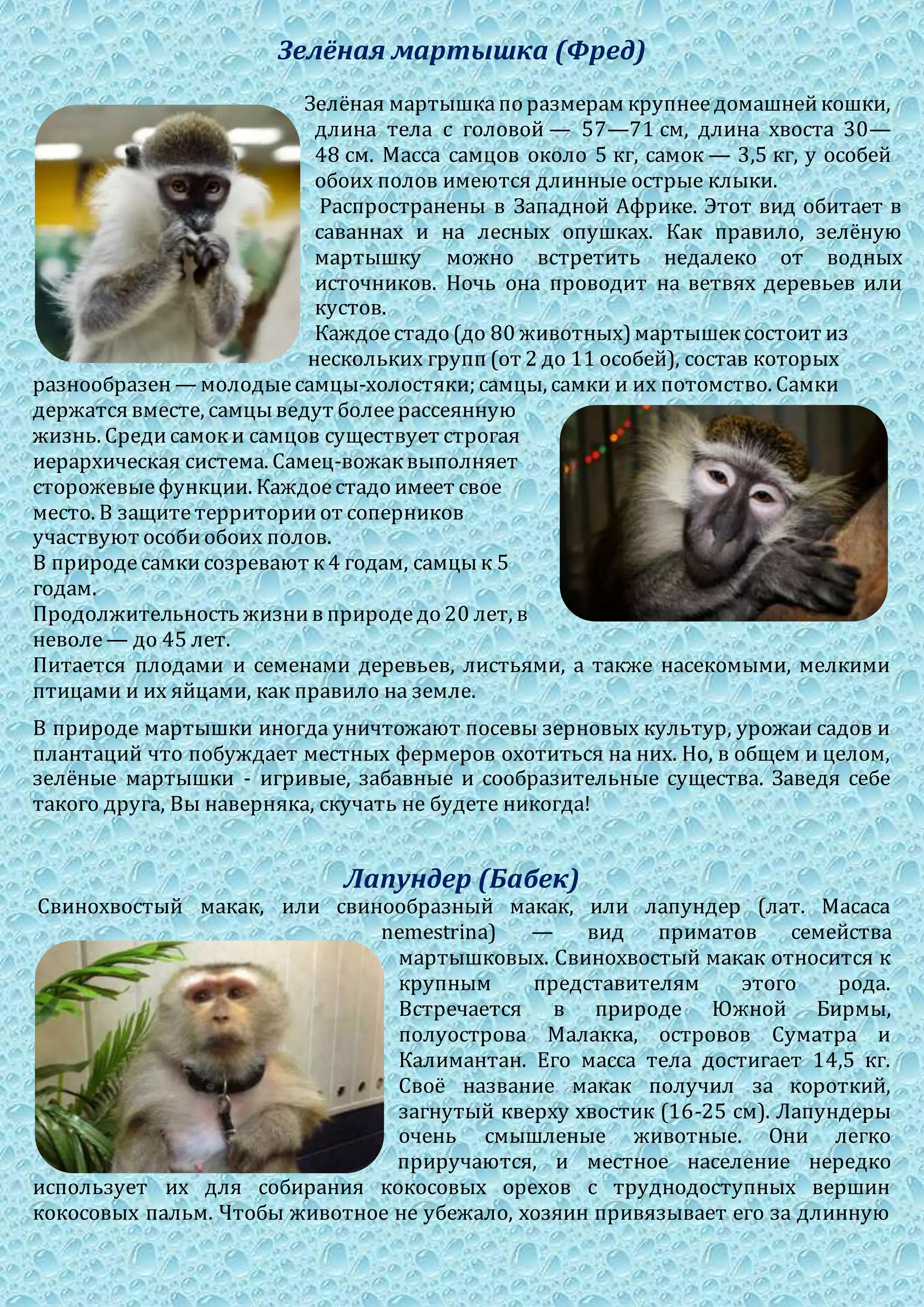 Зелёная мартышка (Фред)
Зелёная мартышкапо размерам крупнеедомашнейкошки,
длина тела с головой — 57—71 см, длина хвоста 30—
48 см. Масса самцов около 5 кг, самок — 3,5 кг, у особей
обоих полов имеются длинные острые клыки.
Распространены в Западной Африке. Этот вид обитает в
саваннах и на лесных опушках. Как правило, зелёную
мартышку можно встретить недалеко от водных
источников. Ночь она проводит на ветвях деревьев или
кустов.
Каждоестадо (до 80 животных)мартышексостоит из
нескольких групп (от 2 до 11 особей), состав которых
разнообразен — молодыесамцы-холостяки; самцы, самки и их потомство. Самки
держатся вместе, самцыведут болеерассеянную
жизнь. Средисамоки самцов существует строгая
иерархическая система. Самец-вожаквыполняет
сторожевыефункции. Каждоестадо имеет свое
место. В защитетерриторииот соперников
участвуют особиобоих полов.
В природесамкисозревают к4 годам, самцык 5
годам.
Продолжительность жизнив природедо 20 лет, в
неволе— до 45 лет.
Питается плодами и семенами деревьев, листьями, а также насекомыми, мелкими
птицами и их яйцами, как правило на земле.
В природе мартышки иногда уничтожают посевы зерновых культур, урожаи садов и
плантаций что побуждает местных фермеров охотиться на них. Но, в общем и целом,
зелёные мартышки - игривые, забавные и сообразительные существа. Заведя себе
такого друга, Вы наверняка, скучать не будете никогда!
Лапундер (Бабек)
Свинохвостый макак, или свинообразный макак, или лапундер (лат. Macaca
nemestrina) — вид приматов семейства
мартышковых. Свинохвостый макак относится к
крупным представителям этого рода.
Встречается в природе Южной Бирмы,
полуострова Малакка, островов Суматра и
Калимантан. Его масса тела достигает 14,5 кг.
Своё название макак получил за короткий,
загнутый кверху хвостик (16-25 см). Лапундеры
очень смышленые животные. Они легко
приручаются, и местное население нередко
использует их для собирания кокосовых орехов с труднодоступных вершин
кокосовых пальм. Чтобы животное не убежало, хозяин привязывает его за длинную
 