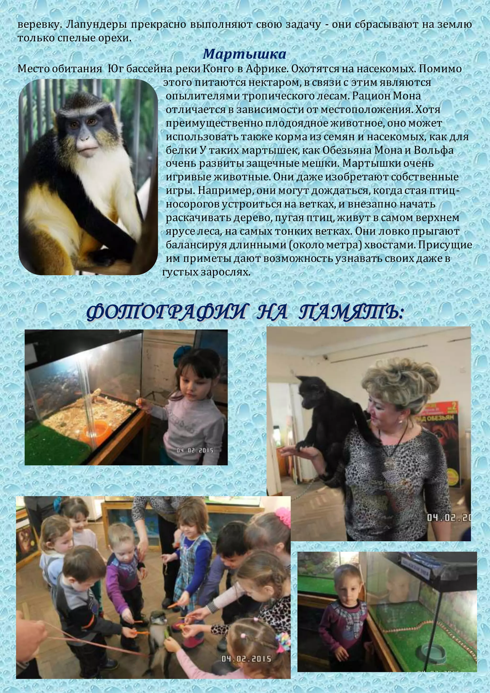 веревку. Лапундеры прекрасно выполняют свою задачу - они сбрасывают на землю
только спелые орехи.
Мартышка
Место обитания Юг бассейна рекиКонго в Африке. Охотятся на насекомых. Помимо
этого питаются нектаром, в связис этим являются
опылителямитропического лесам. РационМона
отличается в зависимостиот местоположения. Хотя
преимущественно плодоядноеживотное, оно может
использовать такжекормаиз семян и насекомых, как для
белки У таких мартышек, как Обезьяна Монаи Вольфа
очень развитызащечныемешки. Мартышкиочень
игривые животные. Они дажеизобретают собственные
игры. Например, онимогут дождаться, когдастая птиц-
носорогов устроиться на ветках, и внезапно начать
раскачивать дерево, пугая птиц, живут в самом верхнем
яруселеса, на самых тонких ветках. Они ловко прыгают
балансируя длинными(около метра)хвостами. Присущие
им приметыдают возможность узнавать своихдажев
густых зарослях.
ФФООТТООГГРРААФФИИИИ ННАА ППААММЯЯТТЬЬ::
 