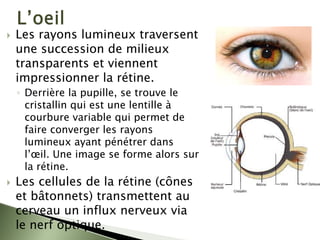 ` Les rayons lumineux traversent
une succession de milieux
transparents et viennent
impressionner la rétine.
◦ Derrière la pupille, se trouve le
cristallin qui est une lentille à
courbure variable qui permet de
faire converger les rayons
lumineux ayant pénétrer dans
l’œil. Une image se forme alors sur
la rétine.
` Les cellules de la rétine (cônes
et bâtonnets) transmettent au
cerveau un influx nerveux via
le nerf optique.
 