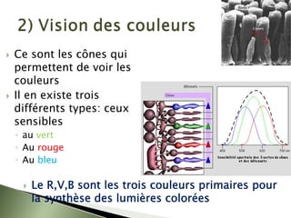 ` Ce sont les cônes qui
permettent de voir les
couleurs
` Il en existe trois
différents types: ceux
sensibles
◦ au vert
◦ Au rouge
◦ Au bleu
` Le R,V,B sont les trois couleurs primaires pour
la synthèse des lumières colorées
 