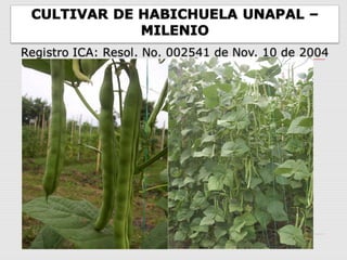 Cultivares de hortalizas como contribución al abastecimiento de semillas para productores del  Valle del Cauca, Colombia, Por Carlos Ivan Cardozo - UNAL