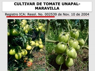 Cultivares de hortalizas como contribución al abastecimiento de semillas para productores del  Valle del Cauca, Colombia, Por Carlos Ivan Cardozo - UNAL