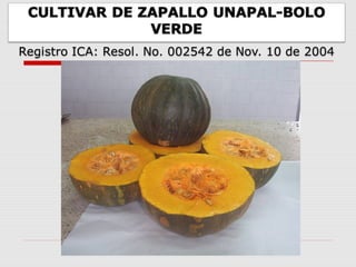 Cultivares de hortalizas como contribución al abastecimiento de semillas para productores del  Valle del Cauca, Colombia, Por Carlos Ivan Cardozo - UNAL