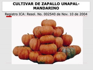 Cultivares de hortalizas como contribución al abastecimiento de semillas para productores del  Valle del Cauca, Colombia, Por Carlos Ivan Cardozo - UNAL
