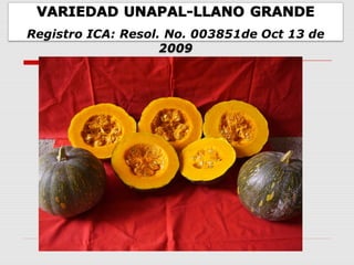 Cultivares de hortalizas como contribución al abastecimiento de semillas para productores del  Valle del Cauca, Colombia, Por Carlos Ivan Cardozo - UNAL