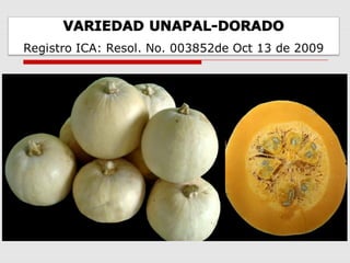 Cultivares de hortalizas como contribución al abastecimiento de semillas para productores del  Valle del Cauca, Colombia, Por Carlos Ivan Cardozo - UNAL