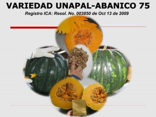 Cultivares de hortalizas como contribución al abastecimiento de semillas para productores del  Valle del Cauca, Colombia, Por Carlos Ivan Cardozo - UNAL