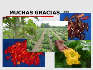 Cultivares de hortalizas como contribución al abastecimiento de semillas para productores del  Valle del Cauca, Colombia, Por Carlos Ivan Cardozo - UNAL