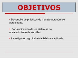 Cultivares de hortalizas como contribución al abastecimiento de semillas para productores del  Valle del Cauca, Colombia, Por Carlos Ivan Cardozo - UNAL