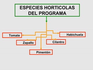 Cultivares de hortalizas como contribución al abastecimiento de semillas para productores del  Valle del Cauca, Colombia, Por Carlos Ivan Cardozo - UNAL