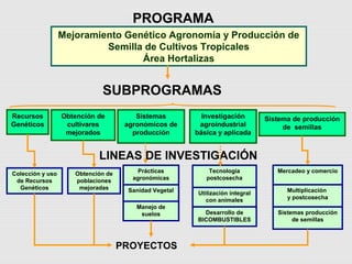 Cultivares de hortalizas como contribución al abastecimiento de semillas para productores del  Valle del Cauca, Colombia, Por Carlos Ivan Cardozo - UNAL