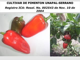 Cultivares de hortalizas como contribución al abastecimiento de semillas para productores del  Valle del Cauca, Colombia, Por Carlos Ivan Cardozo - UNAL