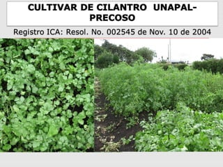 Cultivares de hortalizas como contribución al abastecimiento de semillas para productores del  Valle del Cauca, Colombia, Por Carlos Ivan Cardozo - UNAL