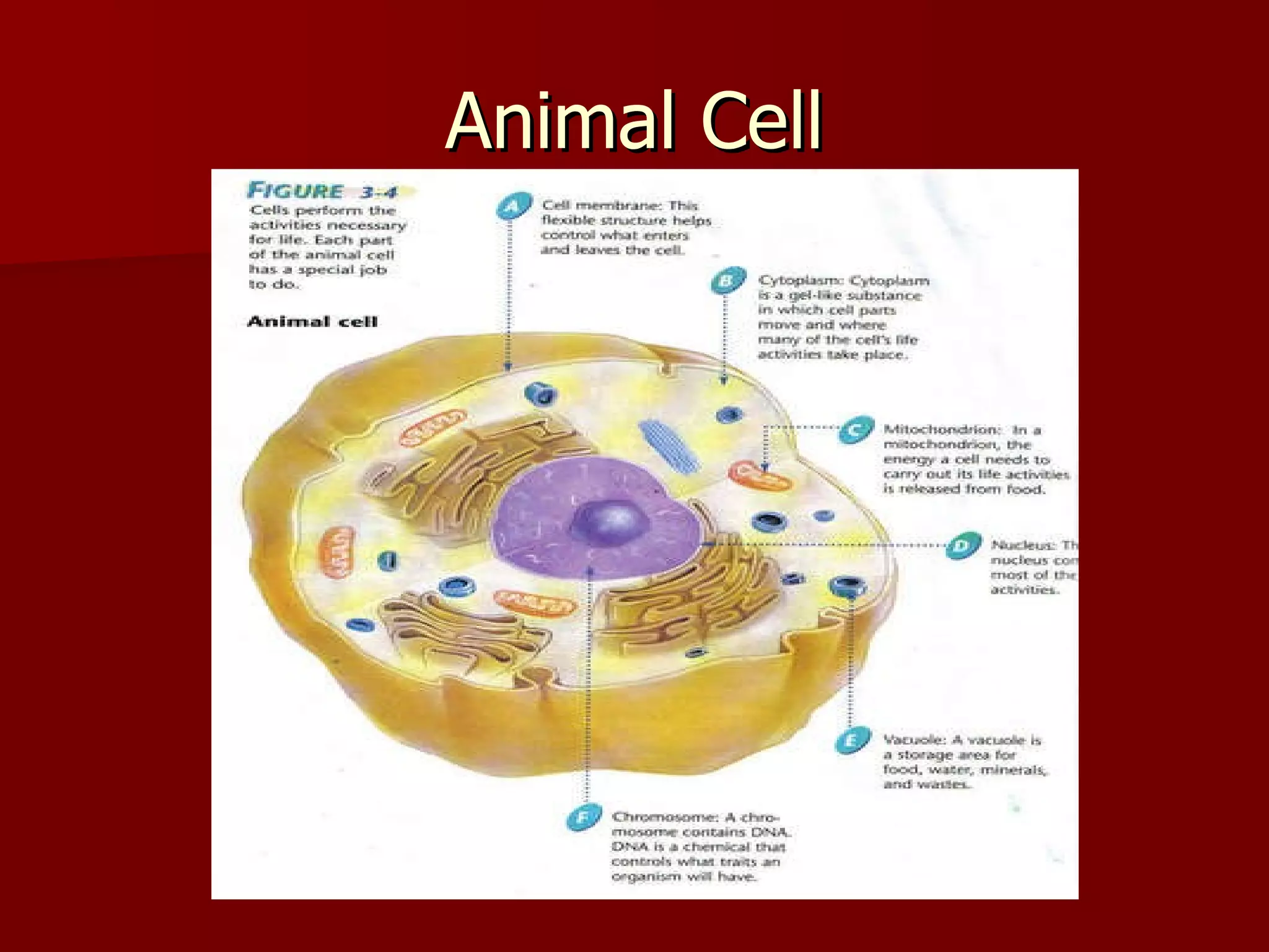 Animal Cell 
