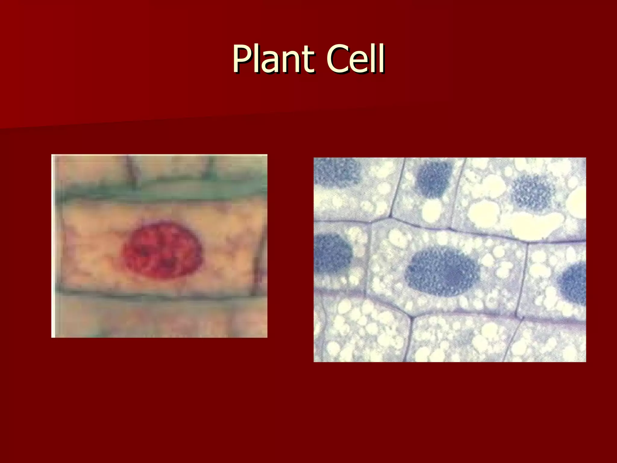Plant Cell 
