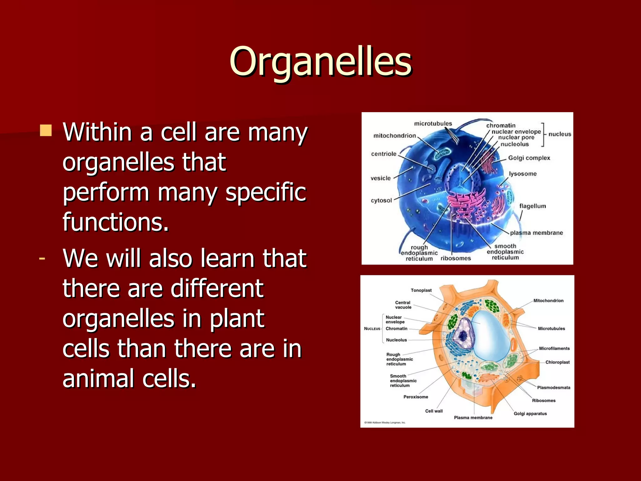 Organelles Within a cell are many organelles that perform many specific functions.  We will also learn that there are different organelles in plant cells than there are in animal cells. 