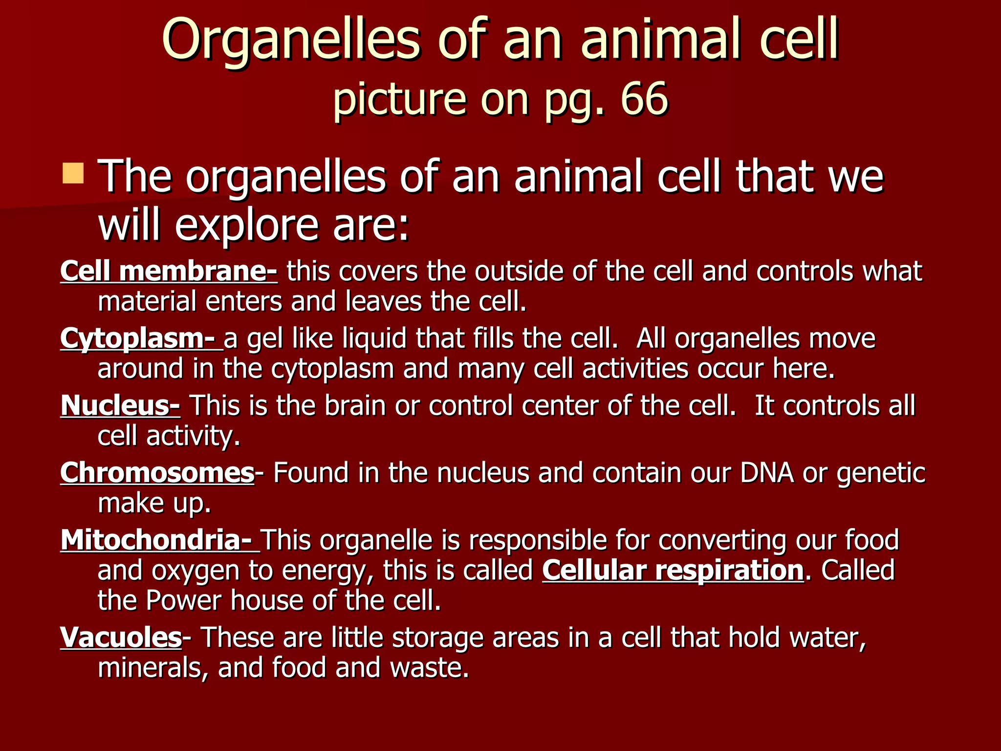 Organelles of an animal cell picture on pg. 66 The organelles of an animal cell that we will explore are: Cell membrane-  this covers the outside of the cell and controls what material enters and leaves the cell. Cytoplasm-  a gel like liquid that fills the cell.  All organelles move around in the cytoplasm and many cell activities occur here. Nucleus-  This is the brain or control center of the cell.  It controls all cell activity. Chromosomes - Found in the nucleus and contain our DNA or genetic make up. Mitochondria-  This organelle is responsible for converting our food and oxygen to energy, this is called  Cellular respiration . Called the Power house of the cell. Vacuoles - These are little storage areas in a cell that hold water, minerals, and food and waste. 