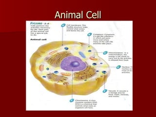 Animal Cell 