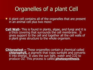 Organelles of a plant Cell A plant cell contains all of the organelles that are present in an animal cell plus two more: Cell Wall-  This is found in plants, algae, and fungi and it is a thick covering that surrounds the cell membrane.  It gives support to the cell and together all the cell walls of a plant gives structure to the whole organism. Chloroplast –  These organelles contain a chemical called  chlorophyll,  a pigment that traps sunlight and converts it into energy. It uses the sun light, water and CO2 to produce O2. This process is called  photosynthesis . 