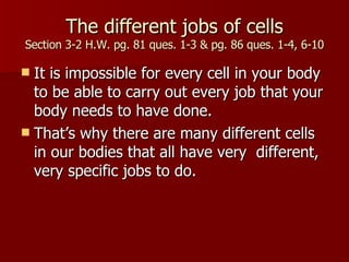 The different jobs of cells Section 3-2 H.W. pg. 81 ques. 1-3 & pg. 86 ques. 1-4, 6-10 It is impossible for every cell in your body to be able to carry out every job that your body needs to have done. That’s why there are many different cells in our bodies that all have very  different, very specific jobs to do. 