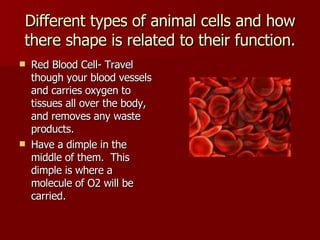 Different types of animal cells and how there shape is related to their function. Red Blood Cell- Travel though your blood vessels and carries oxygen to tissues all over the body, and removes any waste products. Have a dimple in the middle of them.  This dimple is where a molecule of O2 will be carried. 