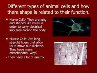Different types of animal cells and how there shape is related to their function. Nerve Cells- They are long and shaped like wires in order to carry electrical impulses around the body. Muscle Cells- Are long straight fibers that allow us to move our skeleton.  They have many mitochondria. Why? - They need a lot of energy. 