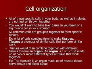Cell organization All of these specific cells in your body, as well as in plants, are not just all thrown together.  You wouldn’t want to have liver tissue in you brain or a leg muscle cell in your stomach. All common cells are grouped together to form specific tissues. Ex: A lot of cells combine form to make  tissues .  Tissues  are groups of similar cells that perform similar work.  -   Tissues would than combine together with different tissues to form an  organ . An  organ  is a structure made up of two or more different types of tissue that work together. Ex: The stomach is an organ made up of muscle tissue, nerve tissue and blood tissue. 