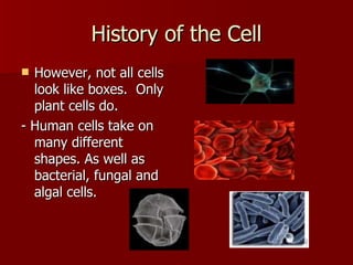 History of the Cell However, not all cells look like boxes.  Only plant cells do. - Human cells take on many different shapes. As well as bacterial, fungal and algal cells. 