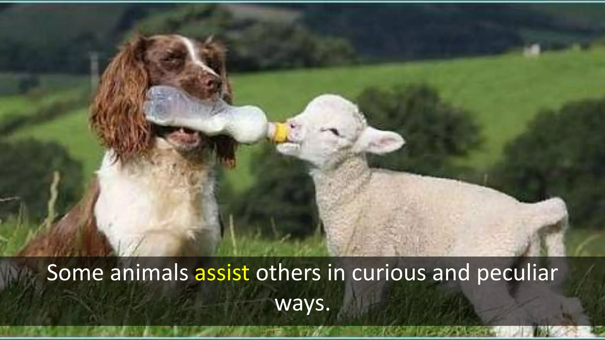 Some animals assist others in curious and peculiar
ways.
 
