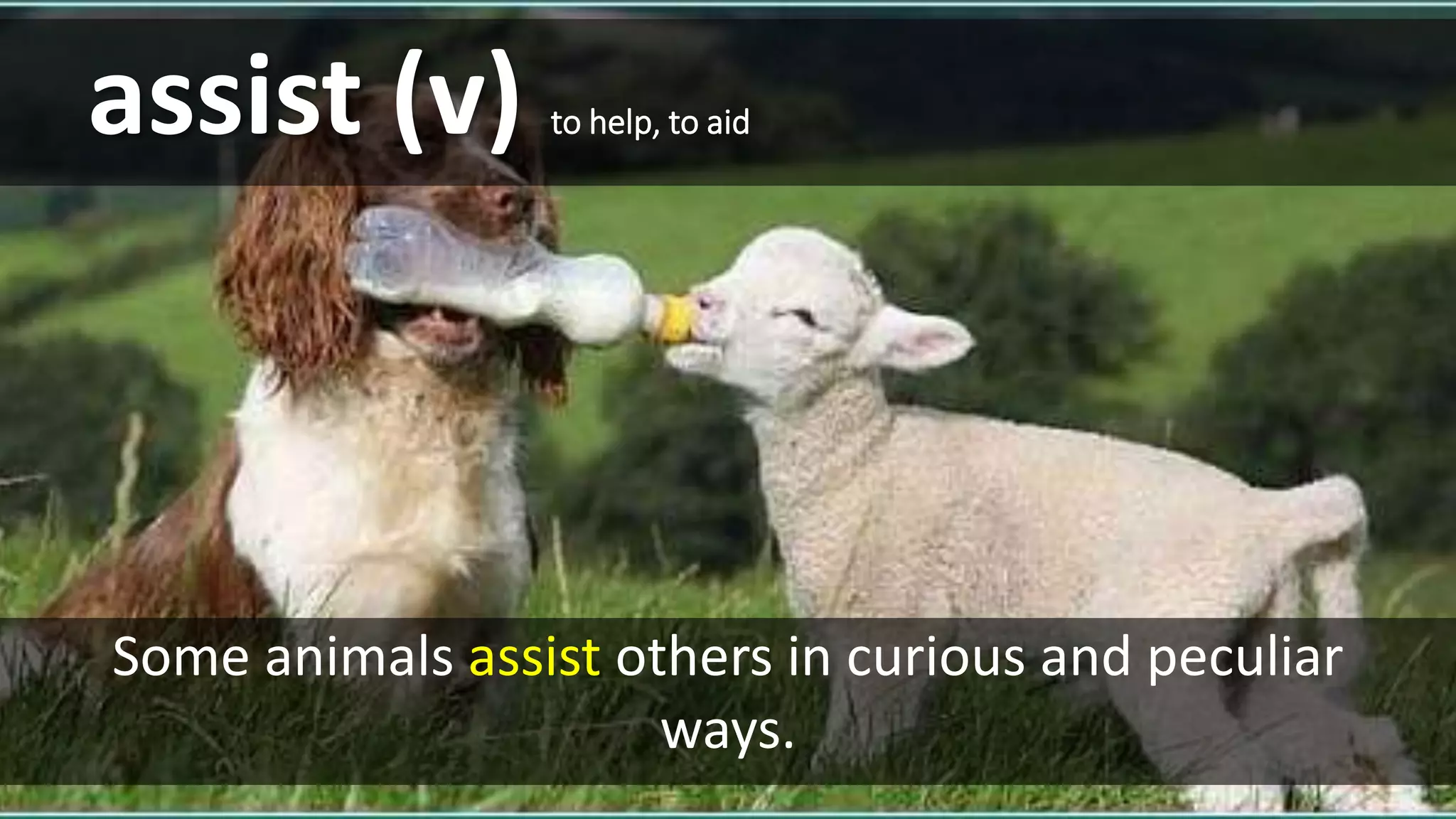 assist (v) to help, to aid
Some animals assist others in curious and peculiar
ways.
 