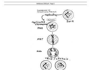 6th Meiosis lecture 2008