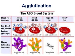 Agglutination 
6 
 