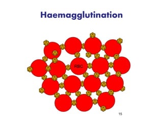 Haemagglutination 
15 
RBC 
 