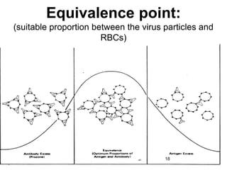Equivalence point: 
(suitable proportion between the virus particles and 
18 
RBCs) 
 
