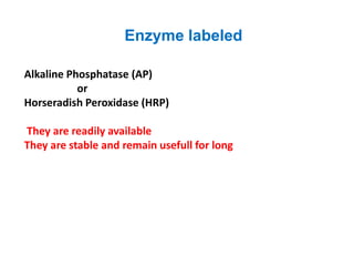 Enzyme labeled 
Alkaline Phosphatase (AP) 
or 
Horseradish Peroxidase (HRP) 
They are readily available 
They are stable and remain usefull for long 
 